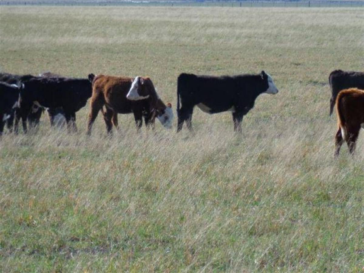 Picture of Home For Sale in La Pampa, Cordoba, Argentina