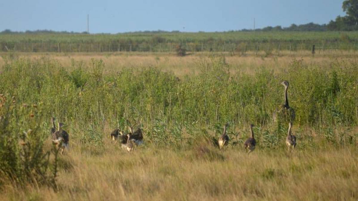 Picture of Home For Sale in Magdalena, Buenos Aires, Argentina