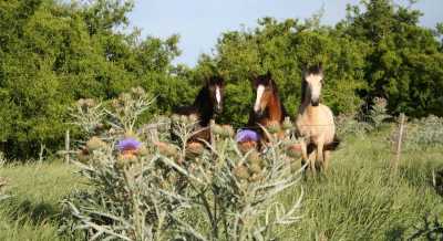 Home For Sale in Chascomus, Argentina