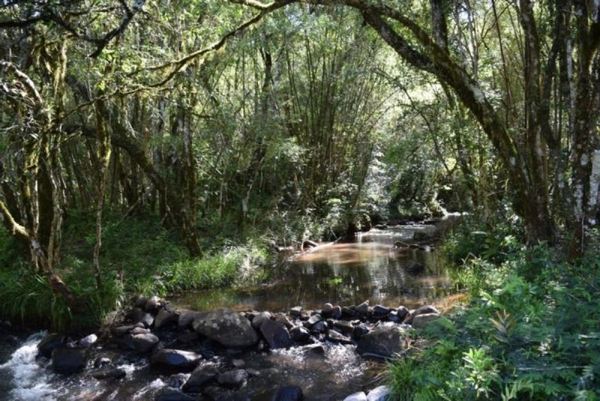 Picture of Farm For Sale in Misiones, Misiones, Argentina