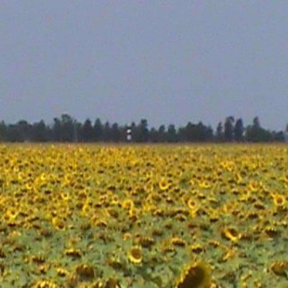 Picture of Home For Sale in Chaco, Chaco, Argentina