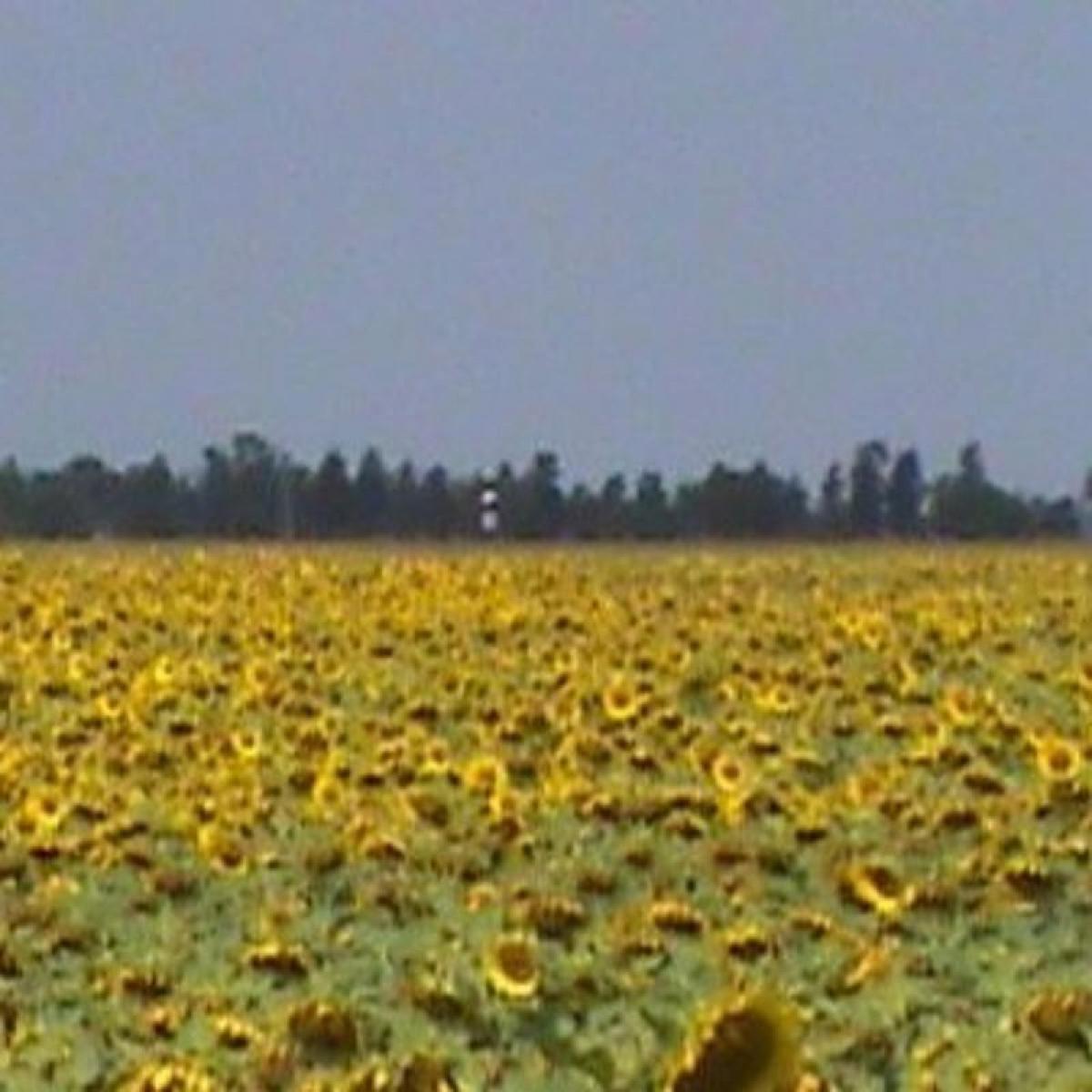 Picture of Home For Sale in Chaco, Chaco, Argentina