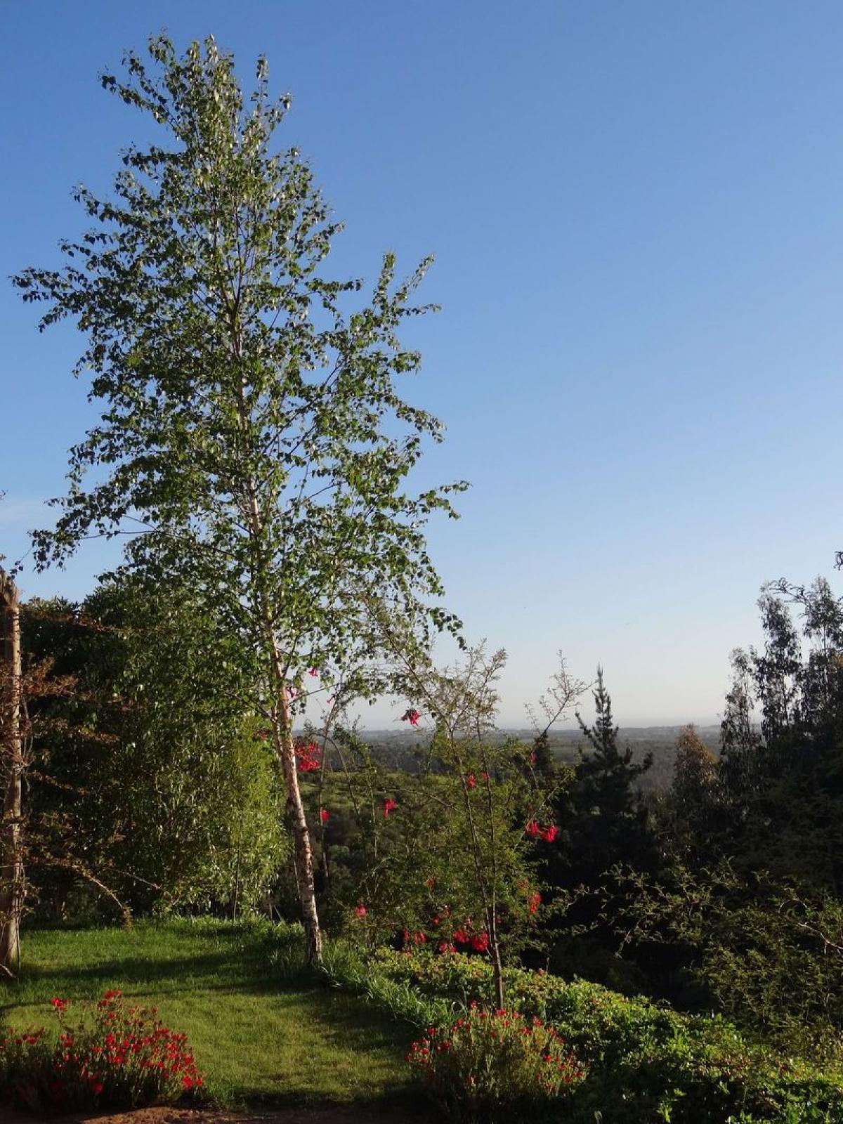 Picture of Farm For Sale in Salta, Salta, Argentina