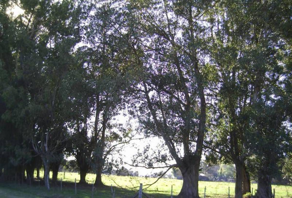 Picture of Home For Sale in Canuelas, Buenos Aires, Argentina