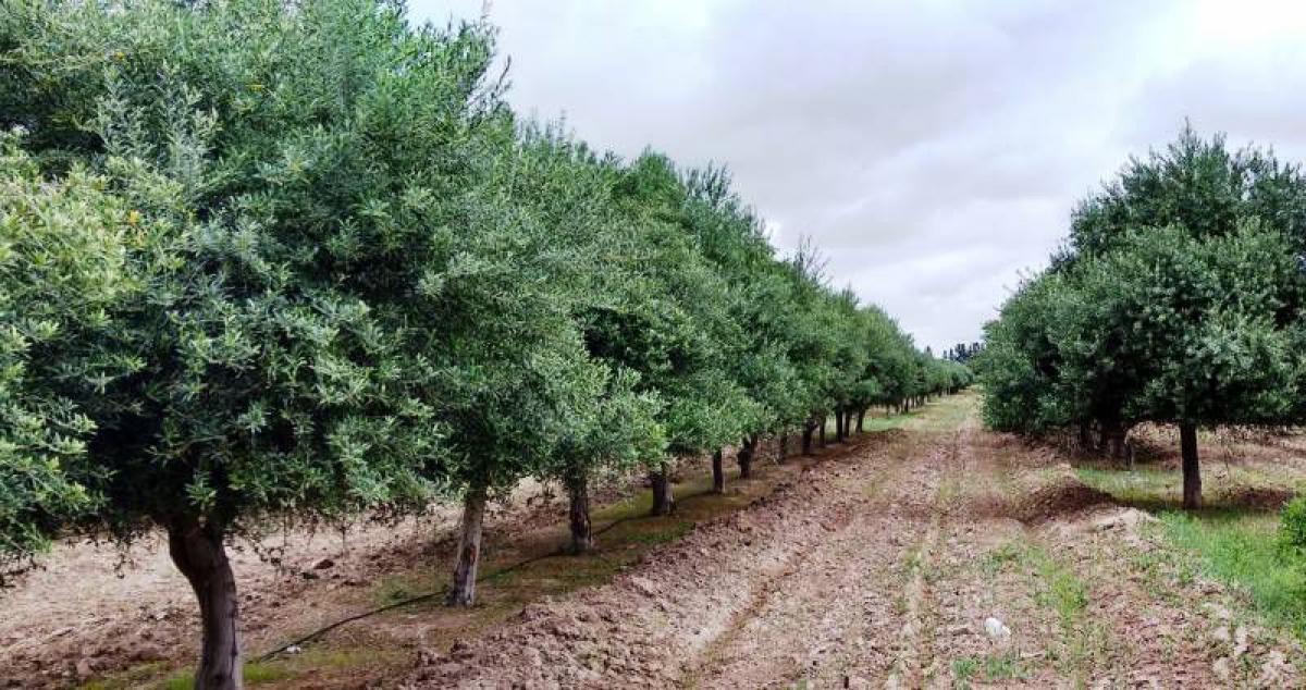 Picture of Home For Sale in San Juan, San Juan, Argentina