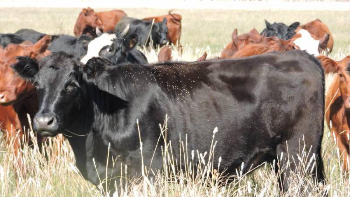 Picture of Home For Sale in Brandsen, Buenos Aires, Argentina