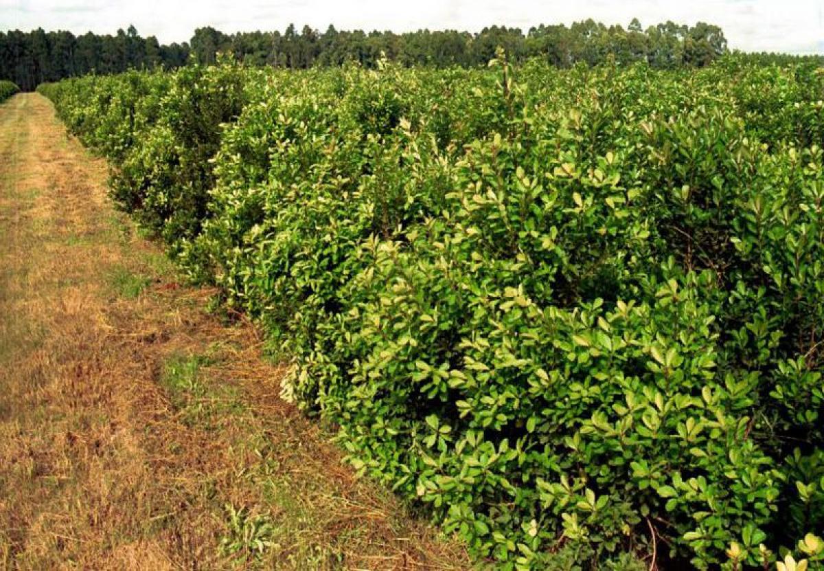 Picture of Farm For Sale in Misiones, Misiones, Argentina