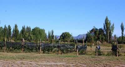 Home For Sale in Mendoza, Argentina