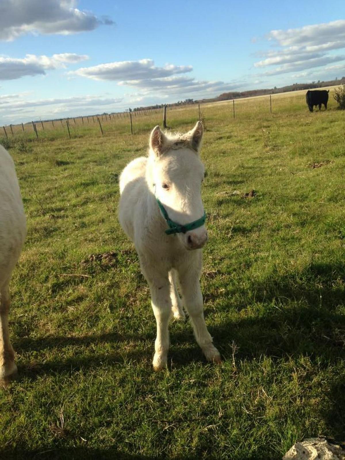 Picture of Home For Sale in Canuelas, Buenos Aires, Argentina