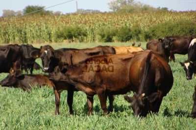 Home For Sale in Magdalena, Argentina