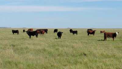 Home For Sale in Pila, Argentina