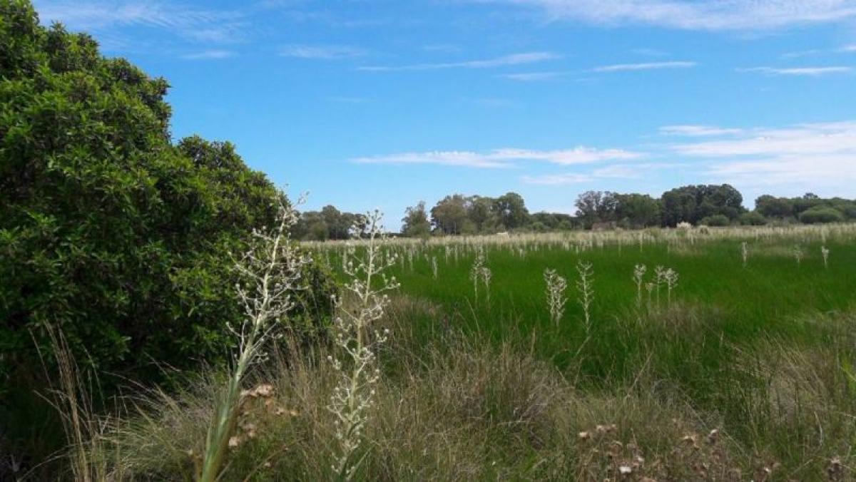 Picture of Residential Land For Sale in Punta Indio, Buenos Aires, Argentina