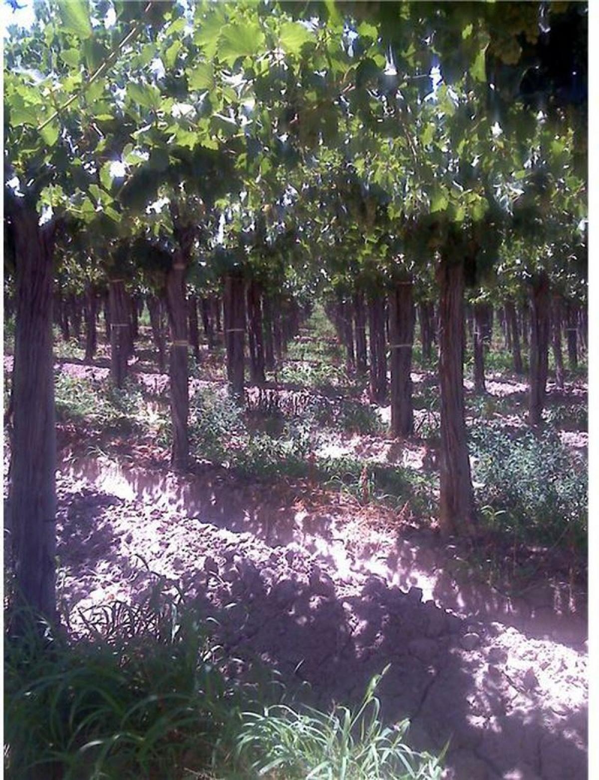 Picture of Home For Sale in Mendoza, Mendoza, Argentina