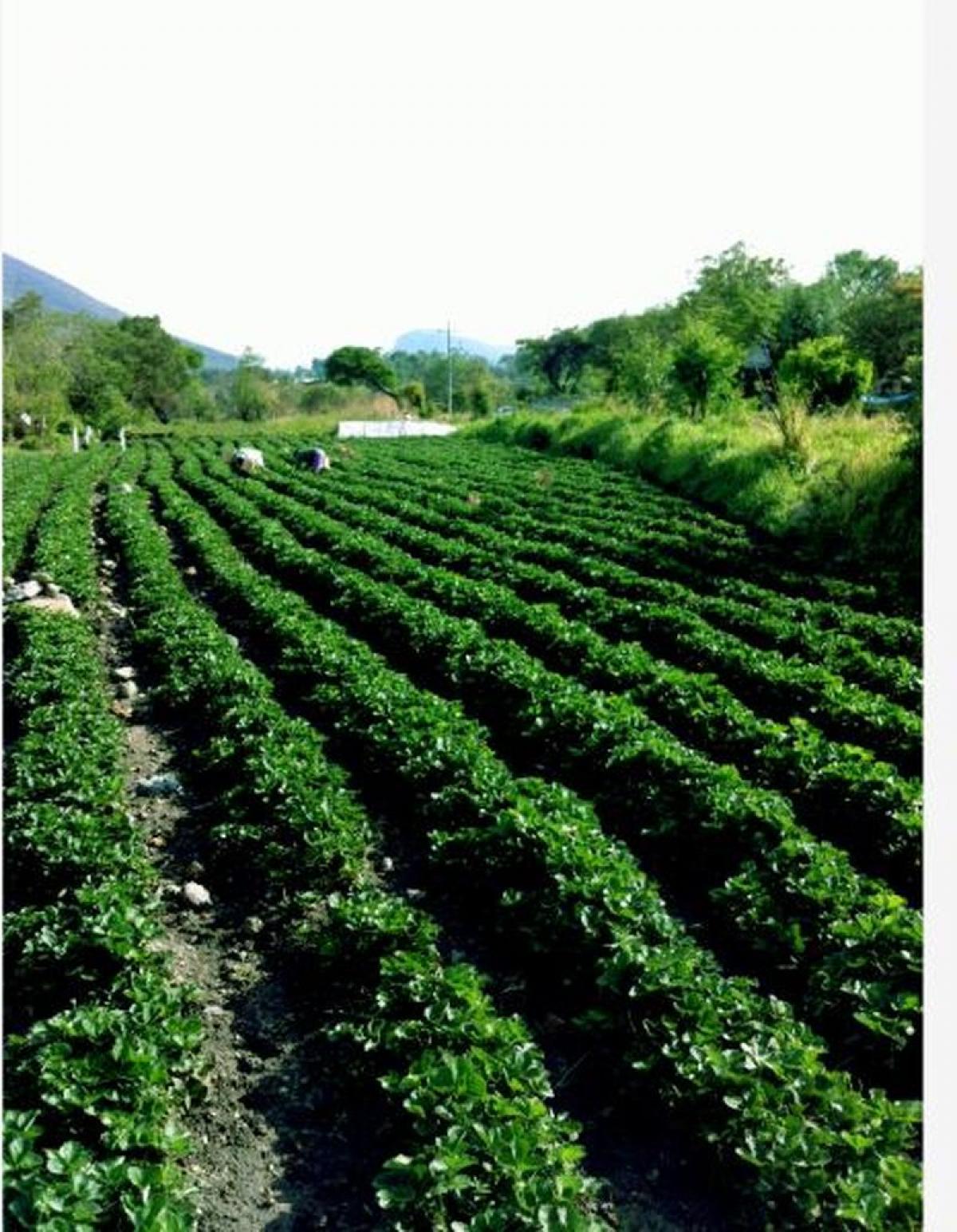 Picture of Residential Land For Sale in Ixtapan De La Sal, Mexico, Mexico