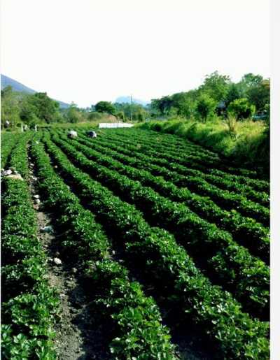 Residential Land For Sale in Ixtapan De La Sal, Mexico