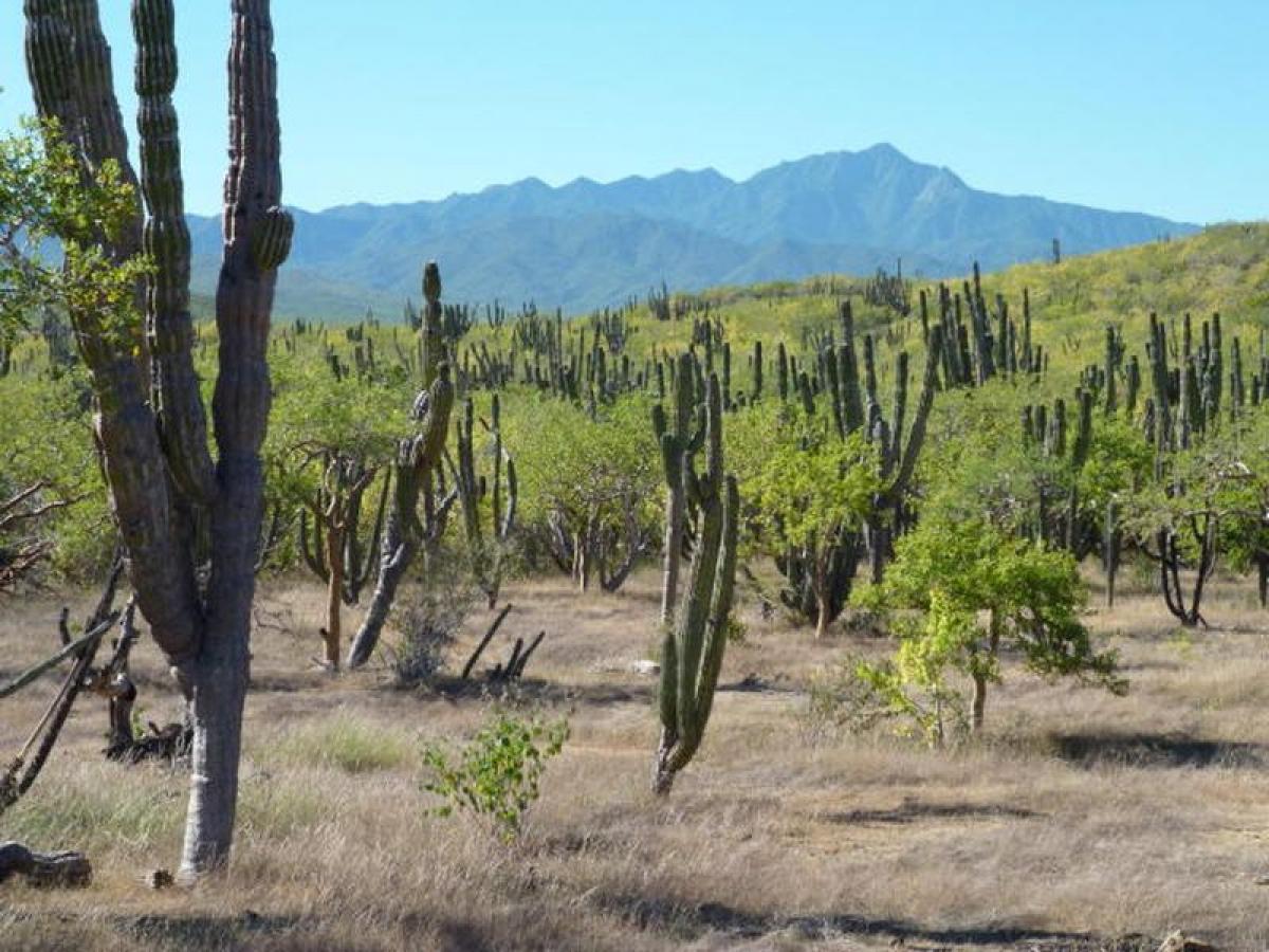 Picture of Residential Land For Sale in Baja California Sur, Baja California Sur, Mexico