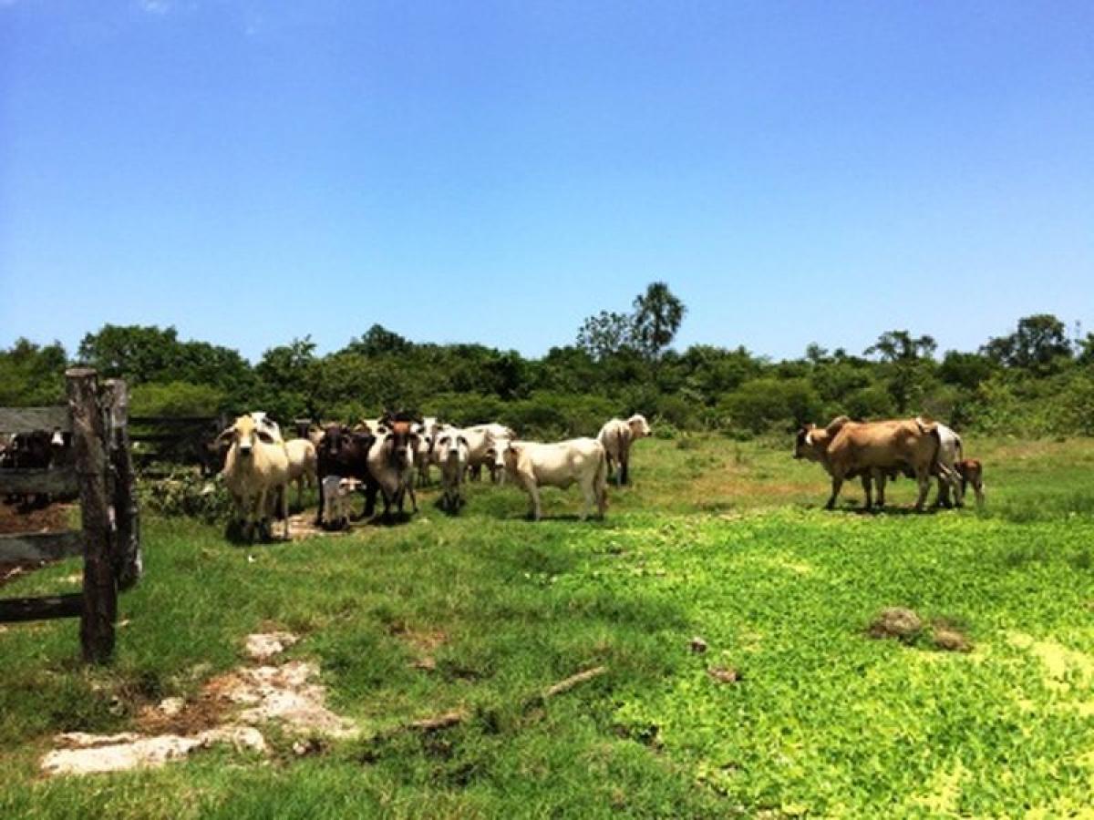 Picture of Development Site For Sale in Panaba, Yucatan, Mexico