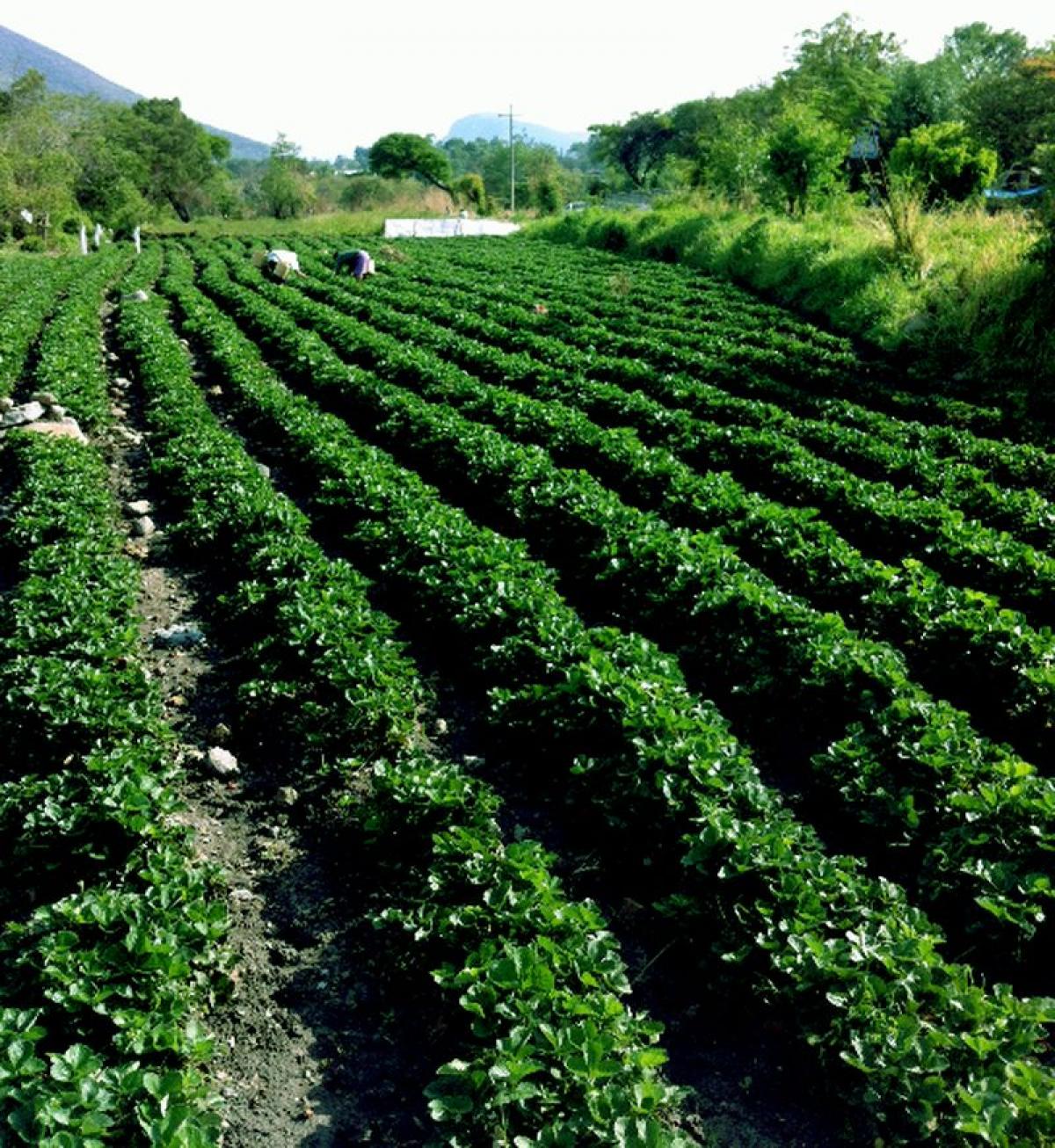 Picture of Residential Land For Sale in Ixtapan De La Sal, Mexico, Mexico