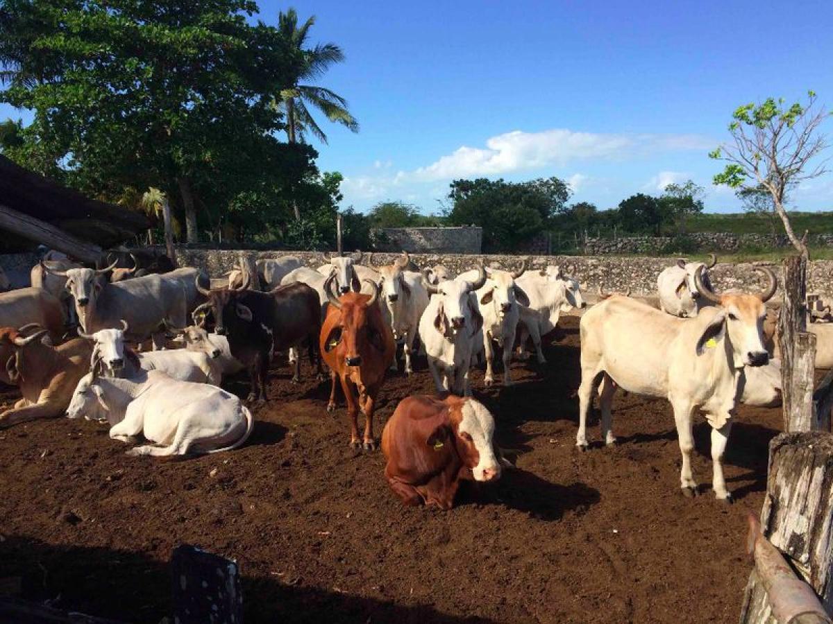 Picture of Development Site For Sale in Dzilam De Bravo, Yucatan, Mexico