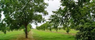 Development Site For Sale in Playa Vicente, Mexico