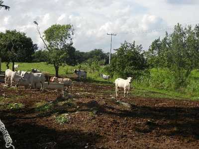 Development Site For Sale in Yucatan, Mexico