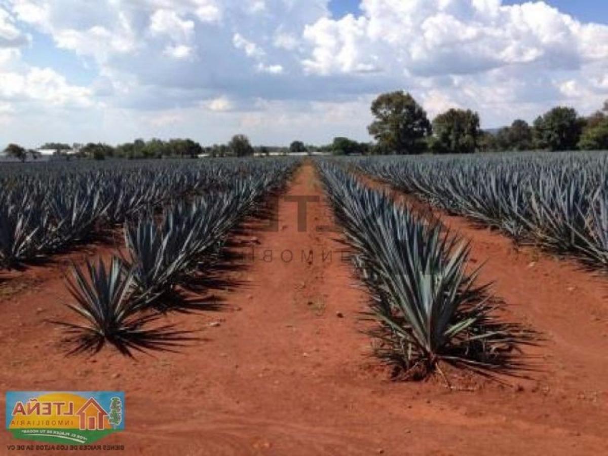 Picture of Residential Land For Sale in Arandas, Jalisco, Mexico