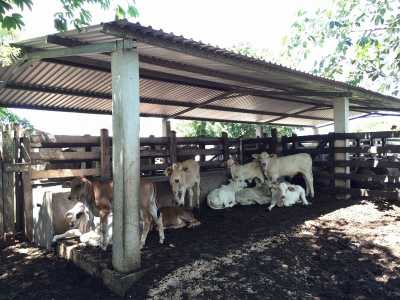 Development Site For Sale in Buctzotz, Mexico