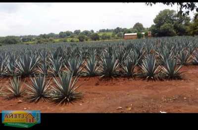 Development Site For Sale in Arandas, Mexico