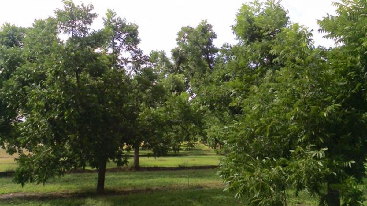 Picture of Development Site For Sale in Chihuahua, Chihuahua, Mexico