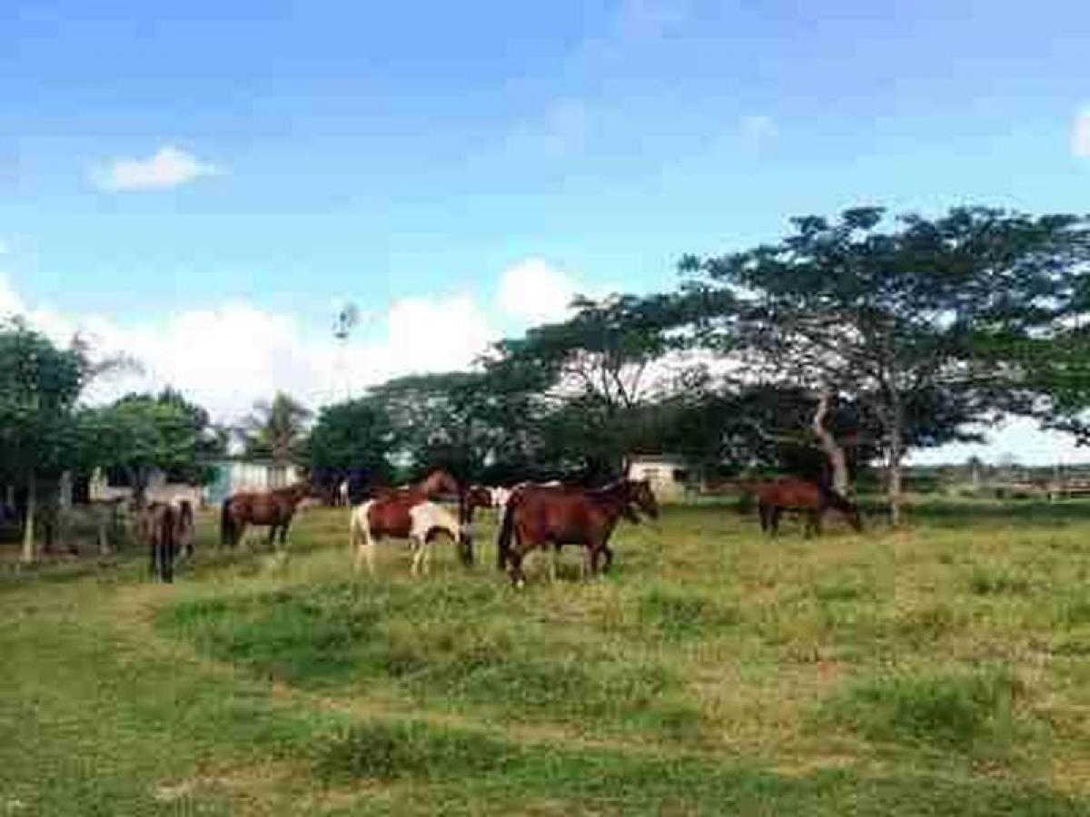Picture of Development Site For Sale in Panaba, Yucatan, Mexico