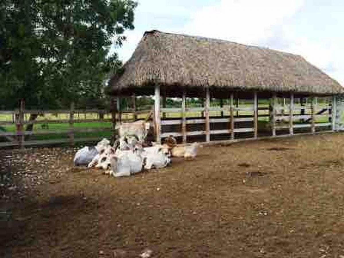 Picture of Development Site For Sale in Panaba, Yucatan, Mexico