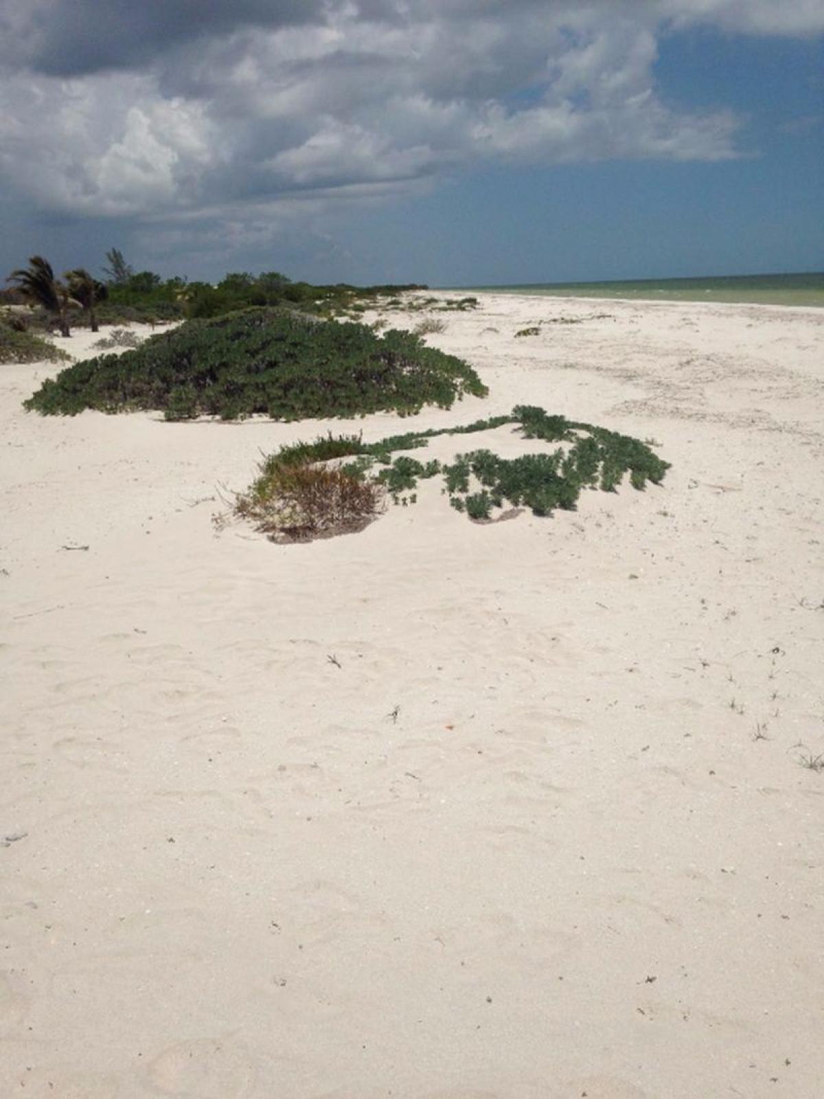 Picture of Residential Land For Sale in Dzidzantun, Yucatan, Mexico