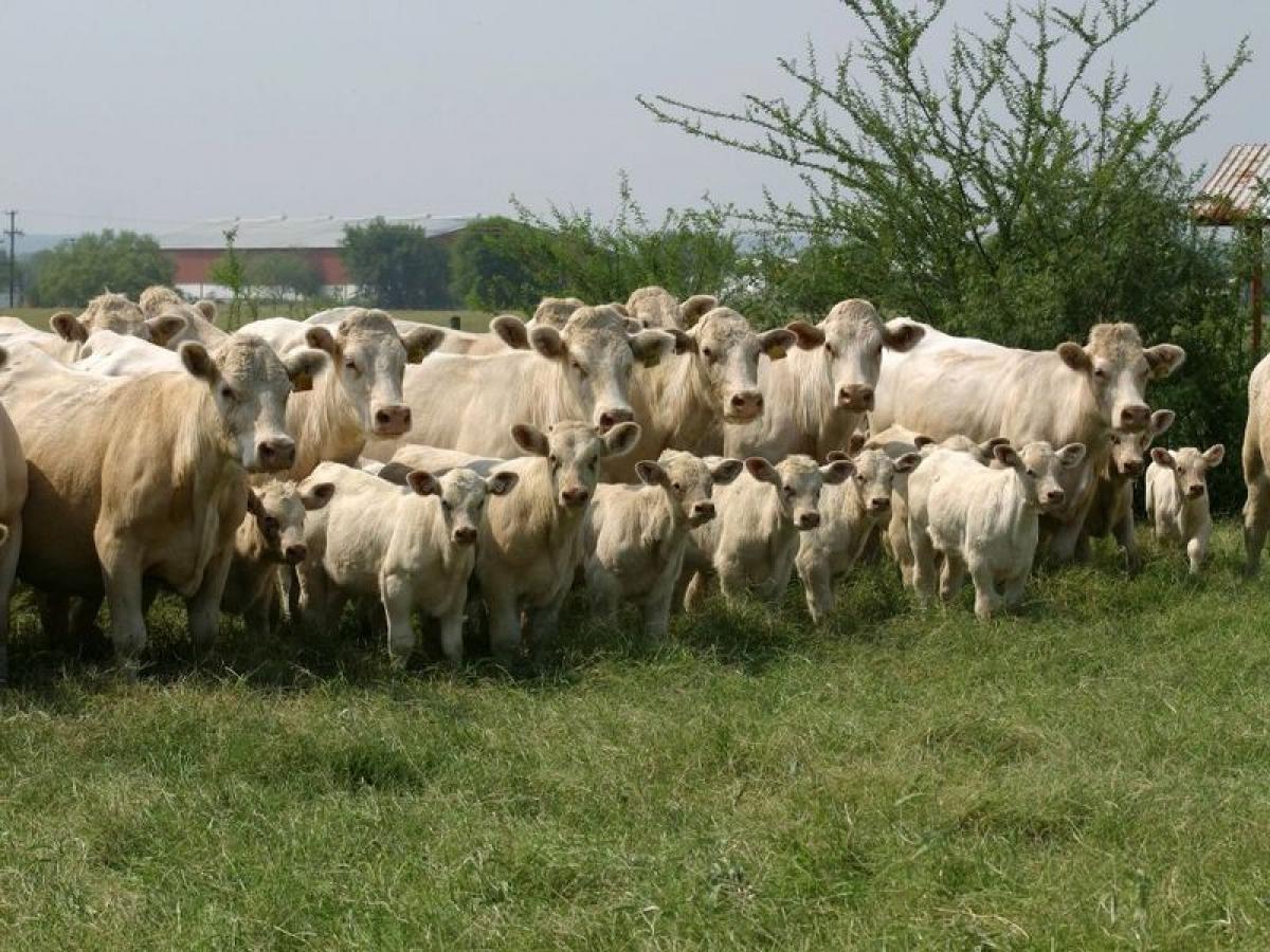 Picture of Development Site For Sale in Linares, Nuevo Leon, Mexico