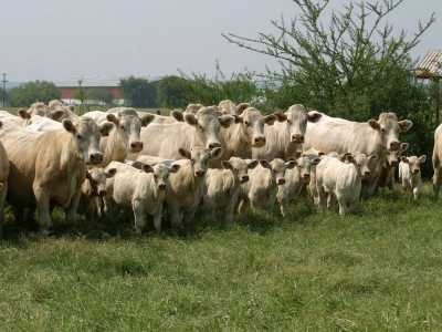 Development Site For Sale in 