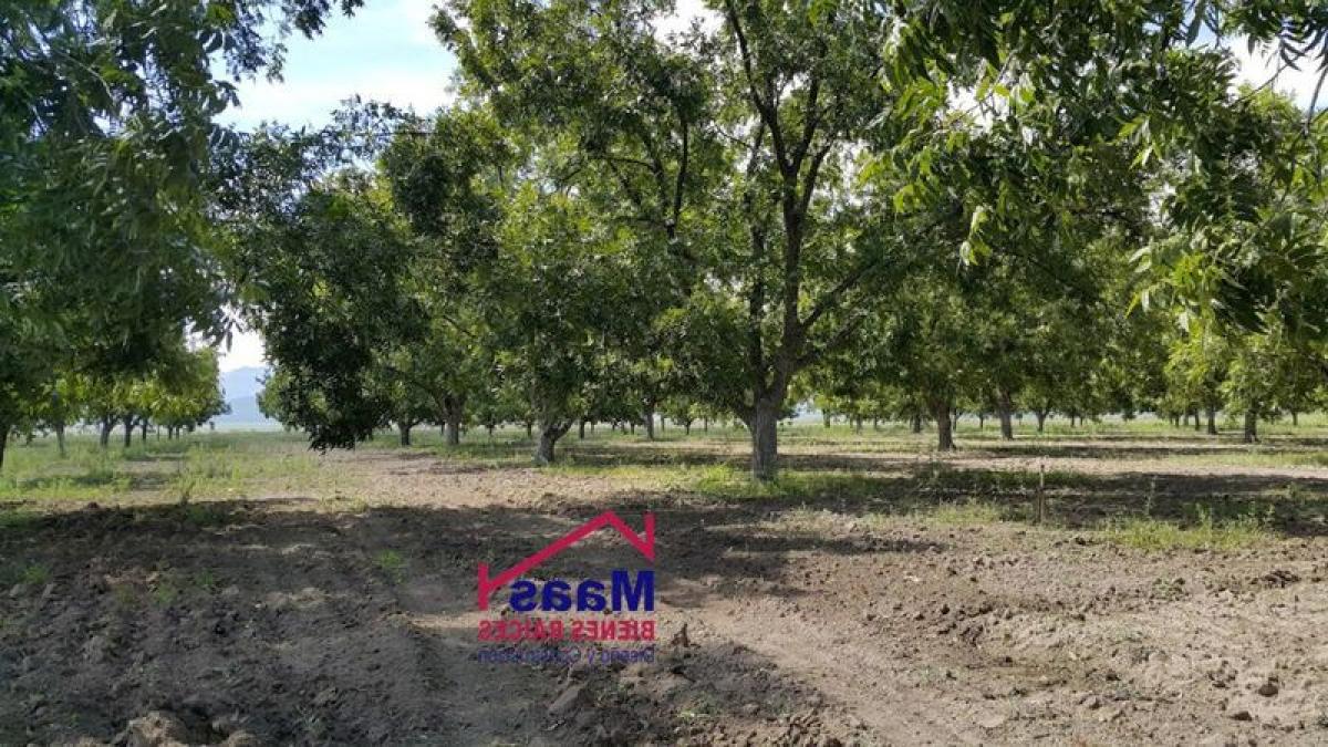 Picture of Development Site For Sale in Camargo, Chihuahua, Mexico
