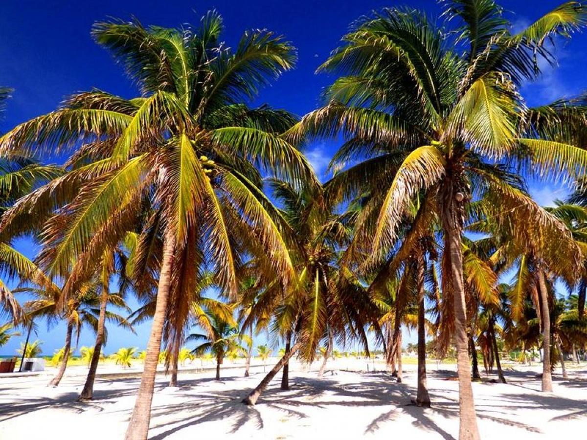 Picture of Residential Land For Sale in Telchac Puerto, Yucatan, Mexico