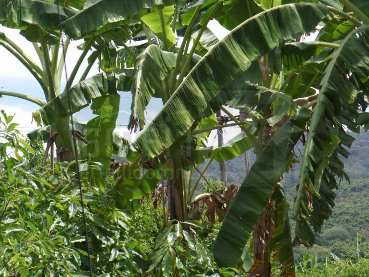 Picture of Development Site For Sale in Nayarit, Nayarit, Mexico