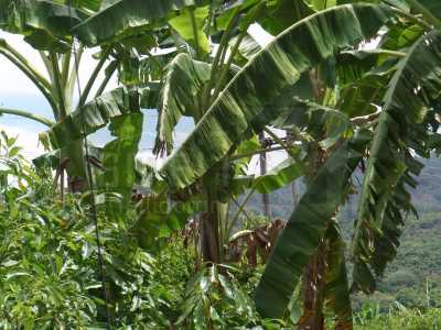 Development Site For Sale in Nayarit, Mexico