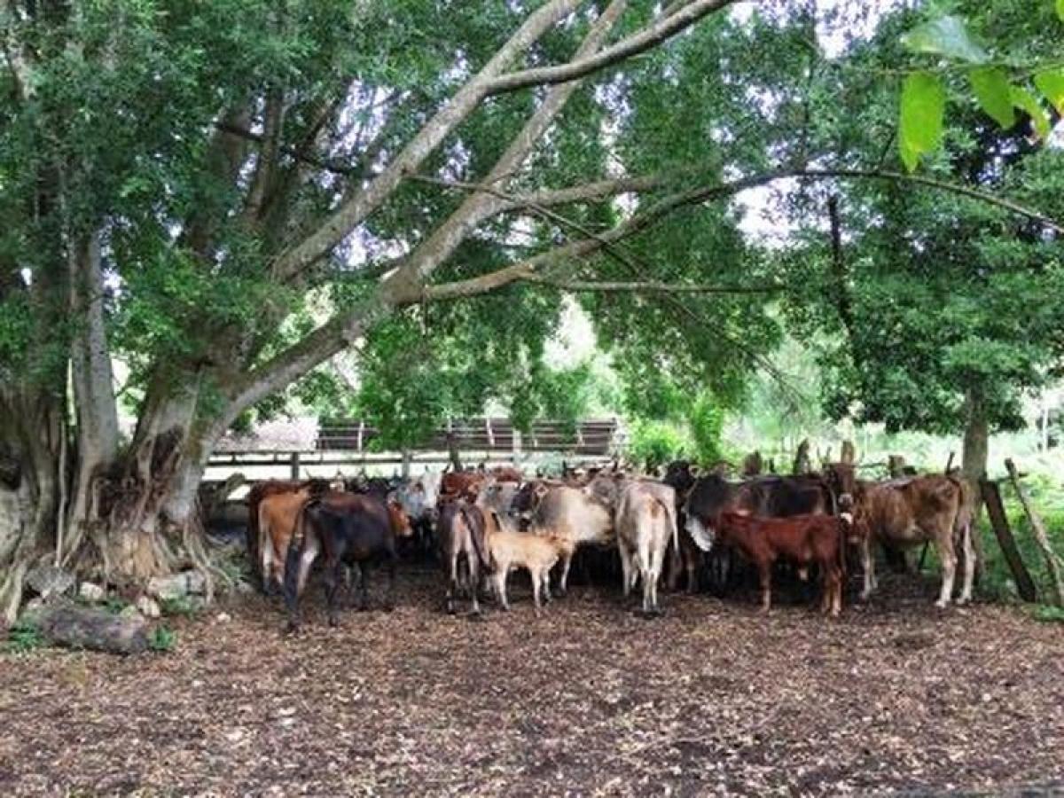 Picture of Development Site For Sale in Campeche, Campeche, Mexico