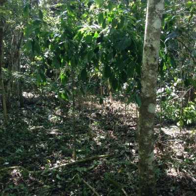 Development Site For Sale in Motozintla, Mexico