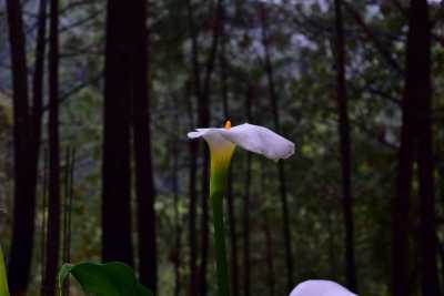 Home For Sale in Mazamitla, Mexico