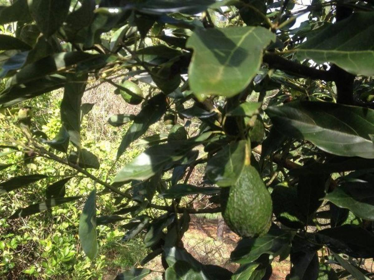 Picture of Development Site For Sale in Jiquipilas, Chiapas, Mexico