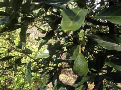 Development Site For Sale in Jiquipilas, Mexico