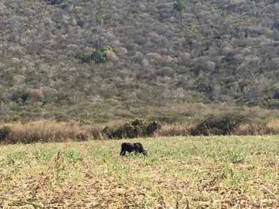 Residential Land For Sale in Jiquipilas, Mexico