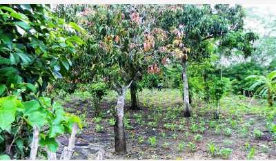 Residential Land For Sale in Chiapas, Mexico