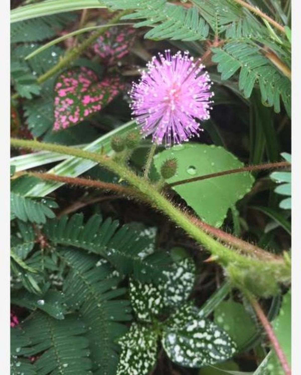 Picture of Residential Land For Sale in Jocotepec, Jalisco, Mexico