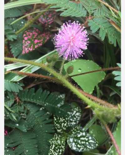 Residential Land For Sale in Jocotepec, Mexico