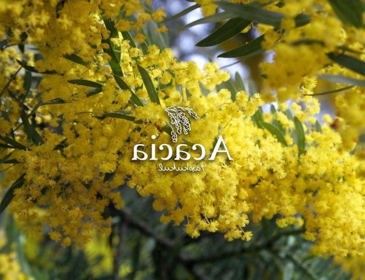 Picture of Residential Land For Sale in Yaxkukul, Yucatan, Mexico