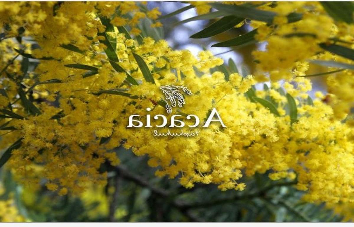 Picture of Residential Land For Sale in Yaxkukul, Yucatan, Mexico