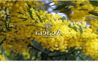 Residential Land For Sale in Yaxkukul, Mexico